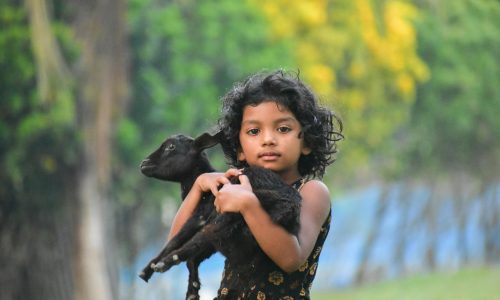 fillette inde fait un calin à un agneau noir